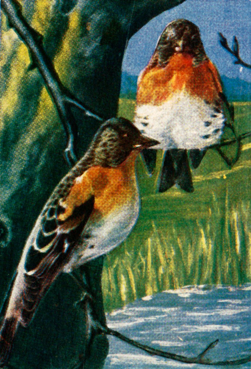 Bramblings, 1928. tekijältä Unbekannt