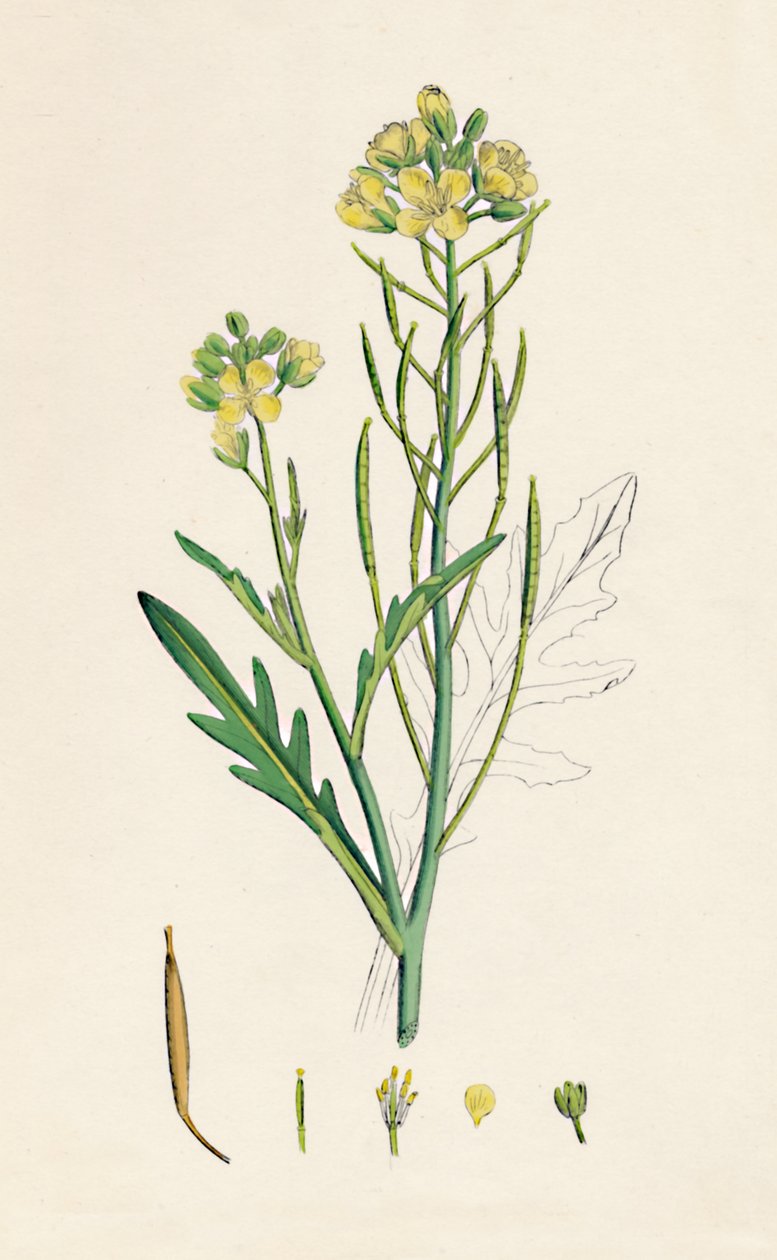 Brassica tenuifolia. Seinäraketti, 1800-luku tekijältä Unbekannt