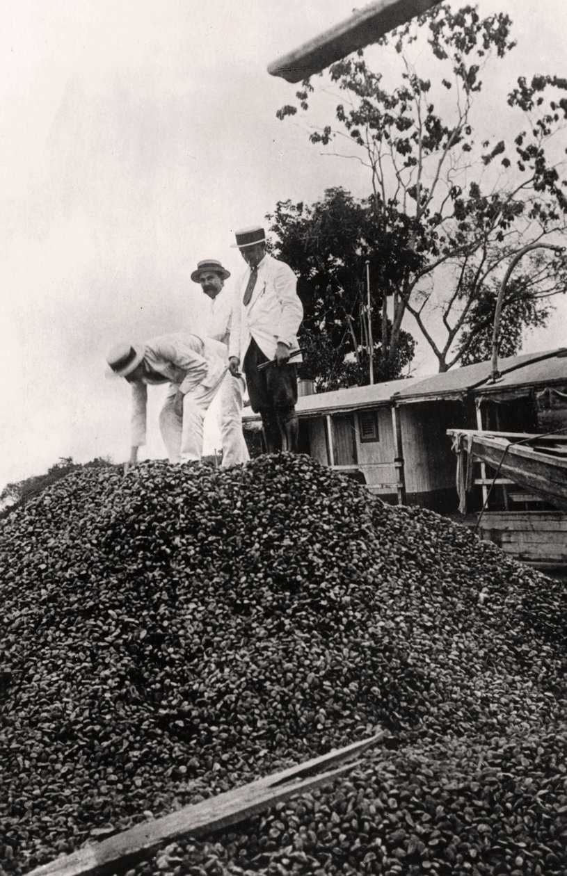 Amazonin laaksosta korjatut parapähkinät 1900-luvulta tekijältä Unbekannt