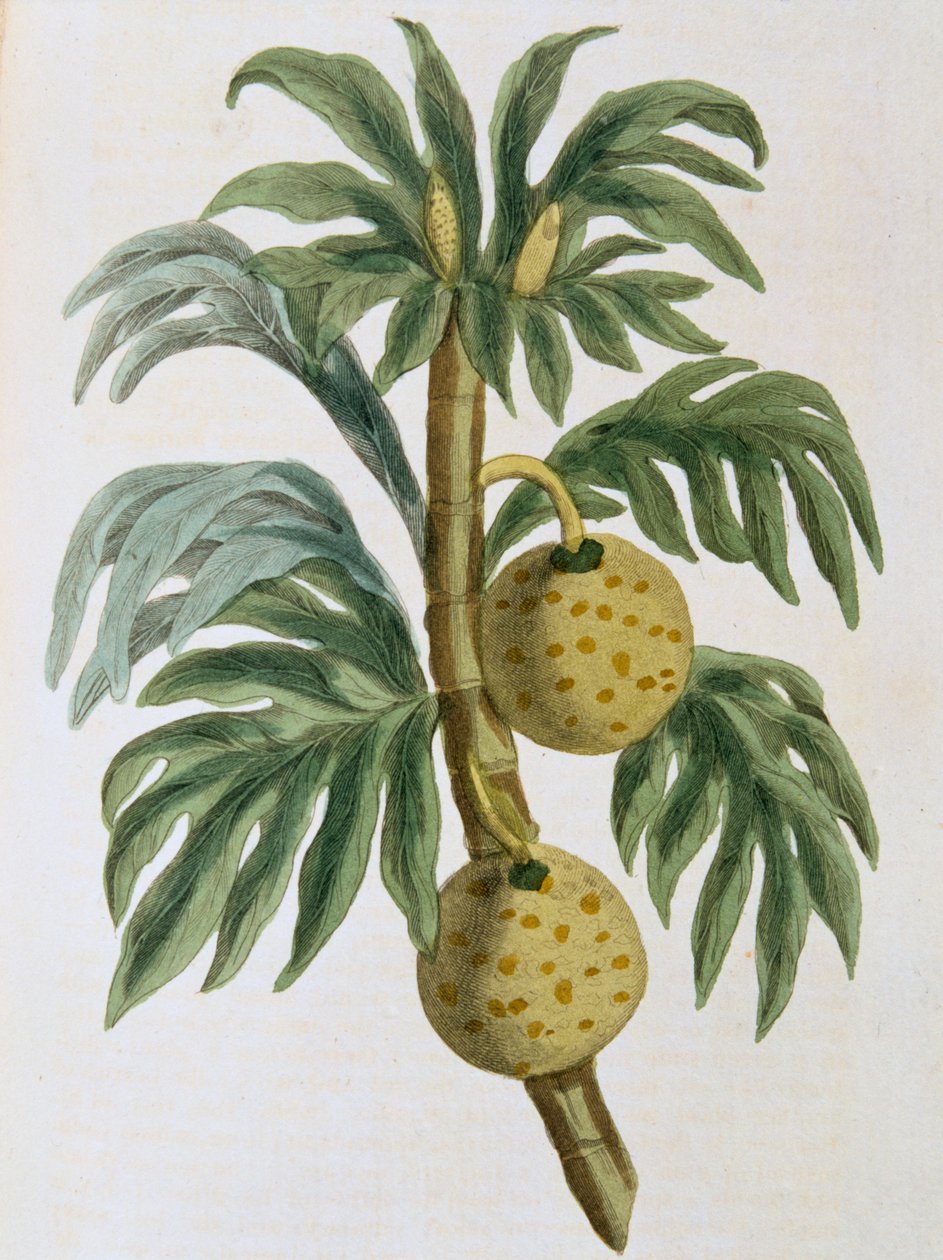 Artocarpus-kurkkuleipähedelmä, 1823 tekijältä Unbekannt