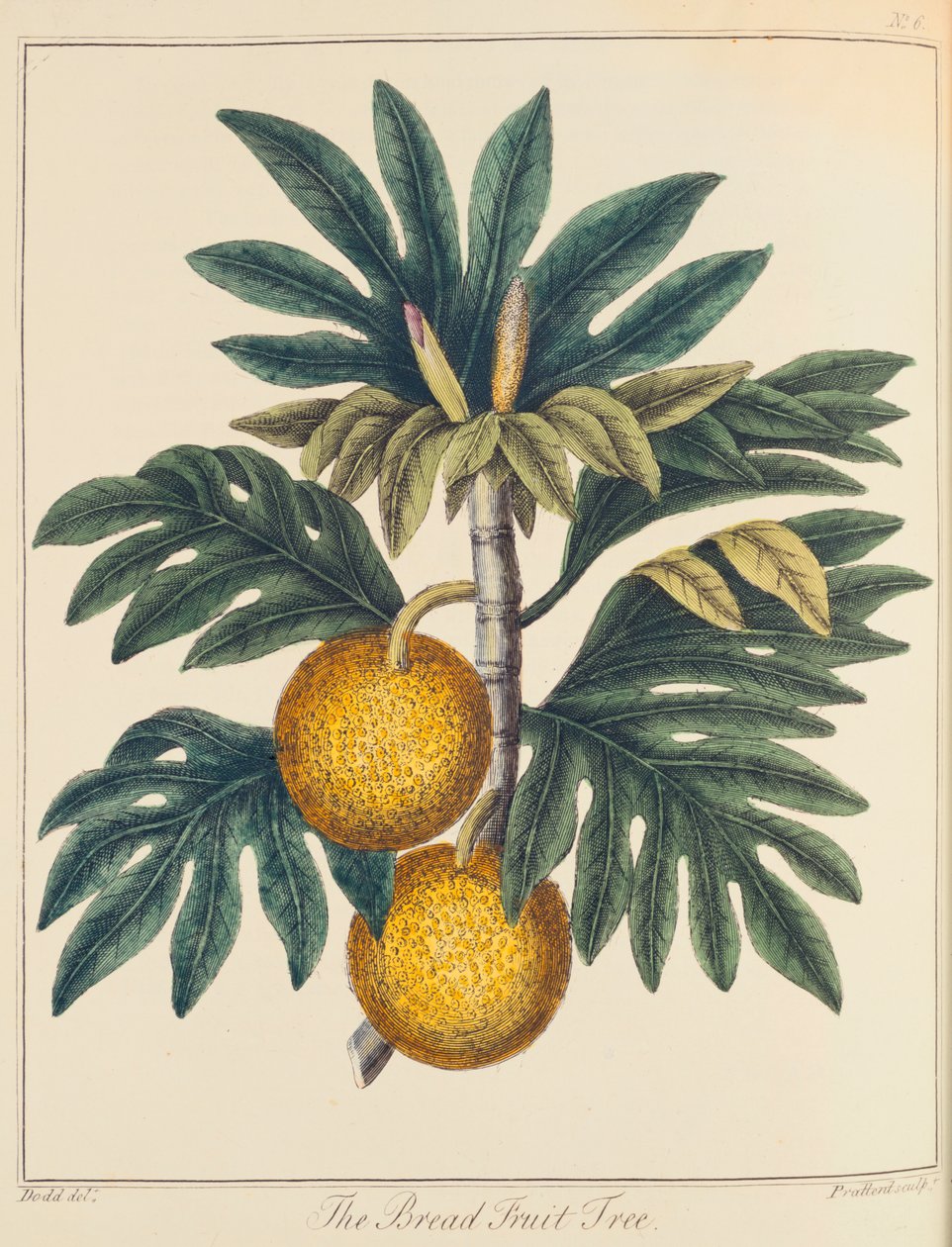 Artocarpus leikattu leipähedelmä, c1798 tekijältä Unbekannt