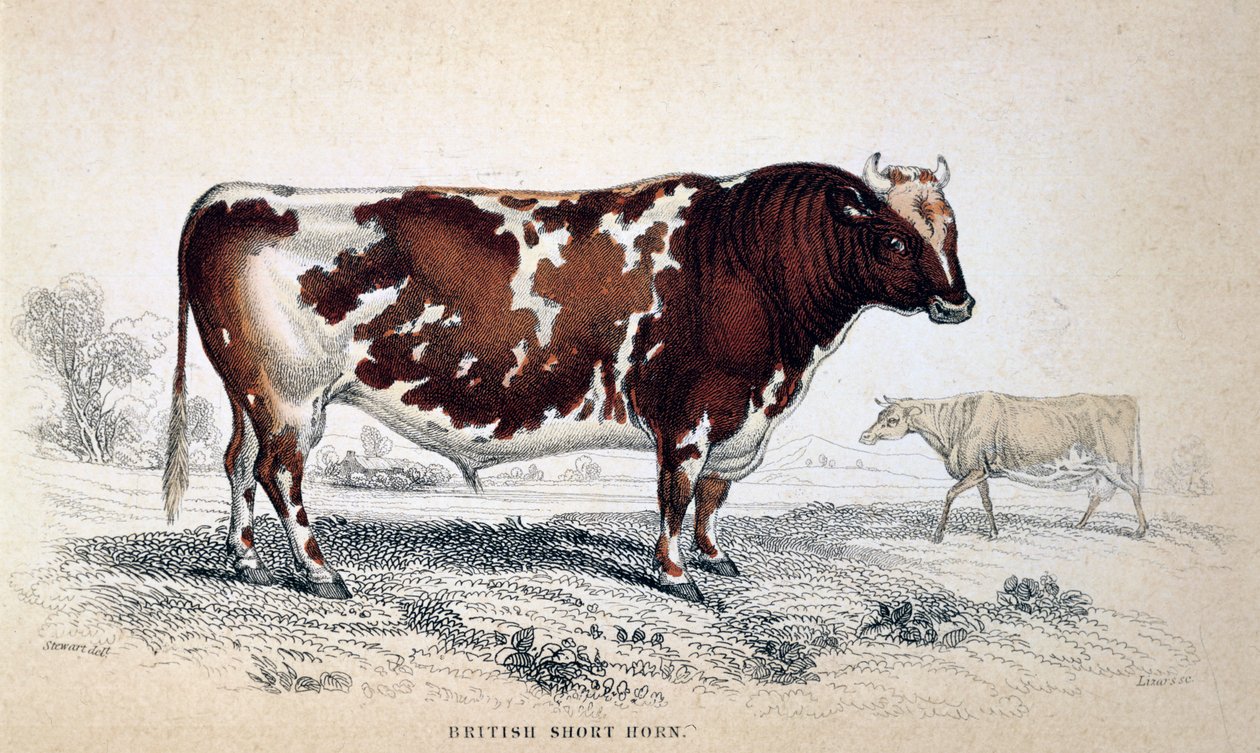 British Short Horn, 1839 tekijältä Unbekannt