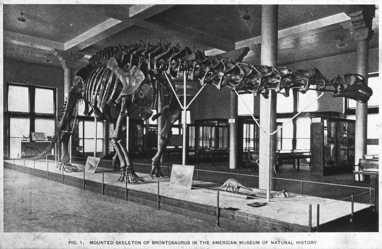 Brontosauruksen luuranko, American Museum of Natural History, New York, USA, 1900-luvun alku tekijältä Unbekannt