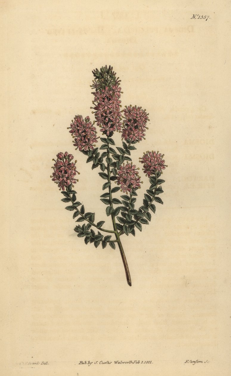 Buchu, Agathosma pulchella (tyhppälehtinen diosma, Diosma pulchella) tekijältä Unbekannt