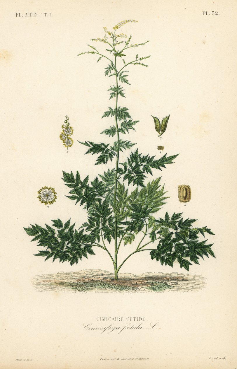 Bugbane tai cohosh, Actaea cimicifuga, Cimicifuga foetida, Cimicaire fetide tekijältä Unbekannt
