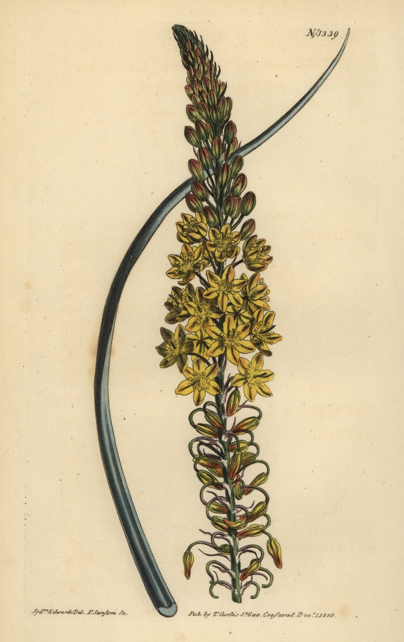 Bulbine asphodeloides (Glaucous leafed anthericum, Anthericum longiscapum) tekijältä Unbekannt