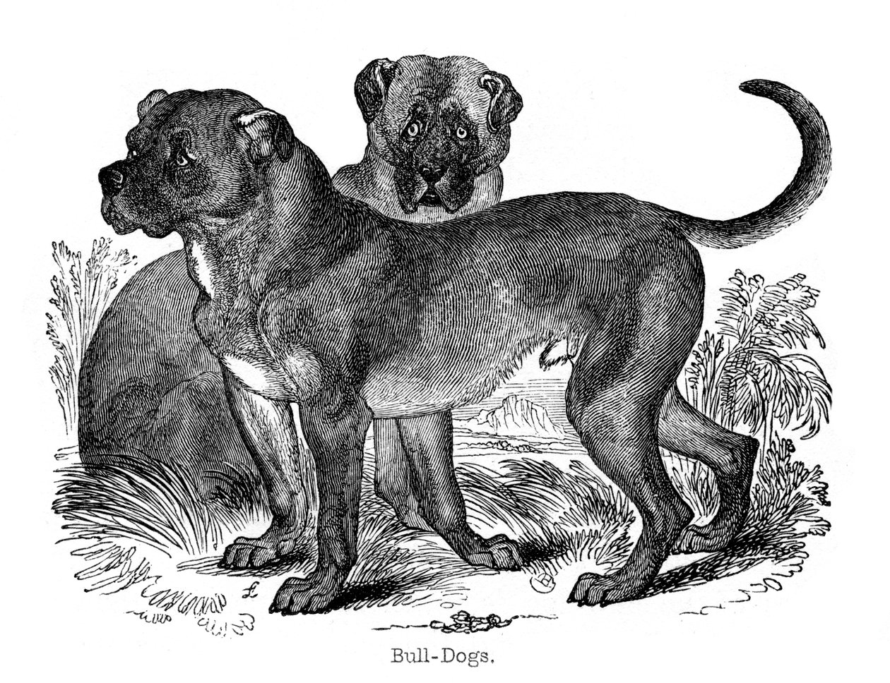Bulldoggi, 1848 tekijältä Unbekannt