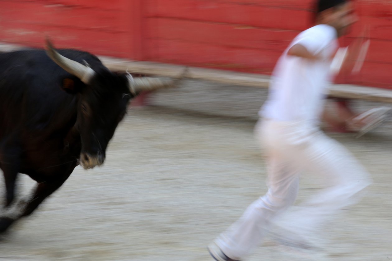 Härkätaistelut (Course camarguaise). Veretön spektaakkeli (sonnille), jossa tavoitteena on napata ruusuke härän päästä, Vallabregues, Ranska tekijältä Unbekannt