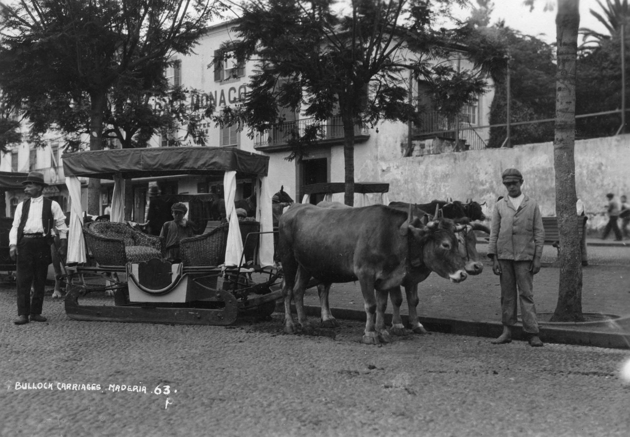 Härkävaunu, Madeira, Portugali, 1920-1930-luku tekijältä Unbekannt