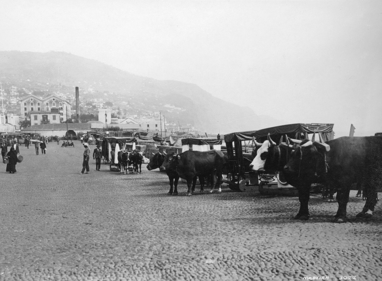 Härkävaunut, Madeira, Portugali, 1920-1930-luku tekijältä Unbekannt