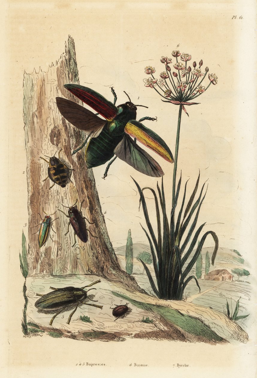 Buprestis-kuoriaiset 1-5, kukkiva ruskea, Butomus umbellatus 6, ja pillerikuoriainen, Byrrhus pilula 7 tekijältä Unbekannt