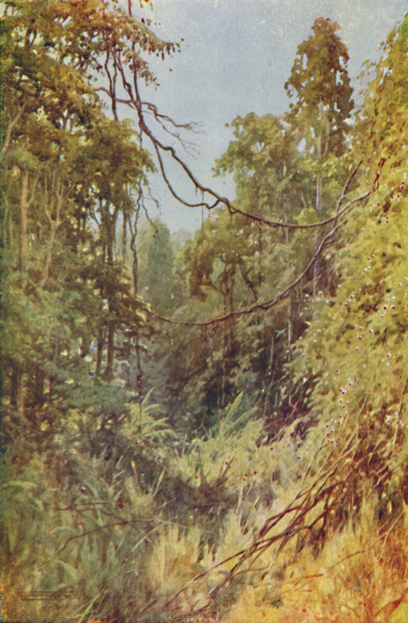 Burman viidakko, 1924 tekijältä Unbekannt