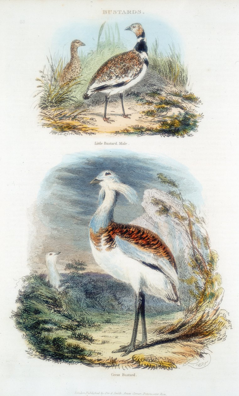 Bustards, 1835 tekijältä Unbekannt
