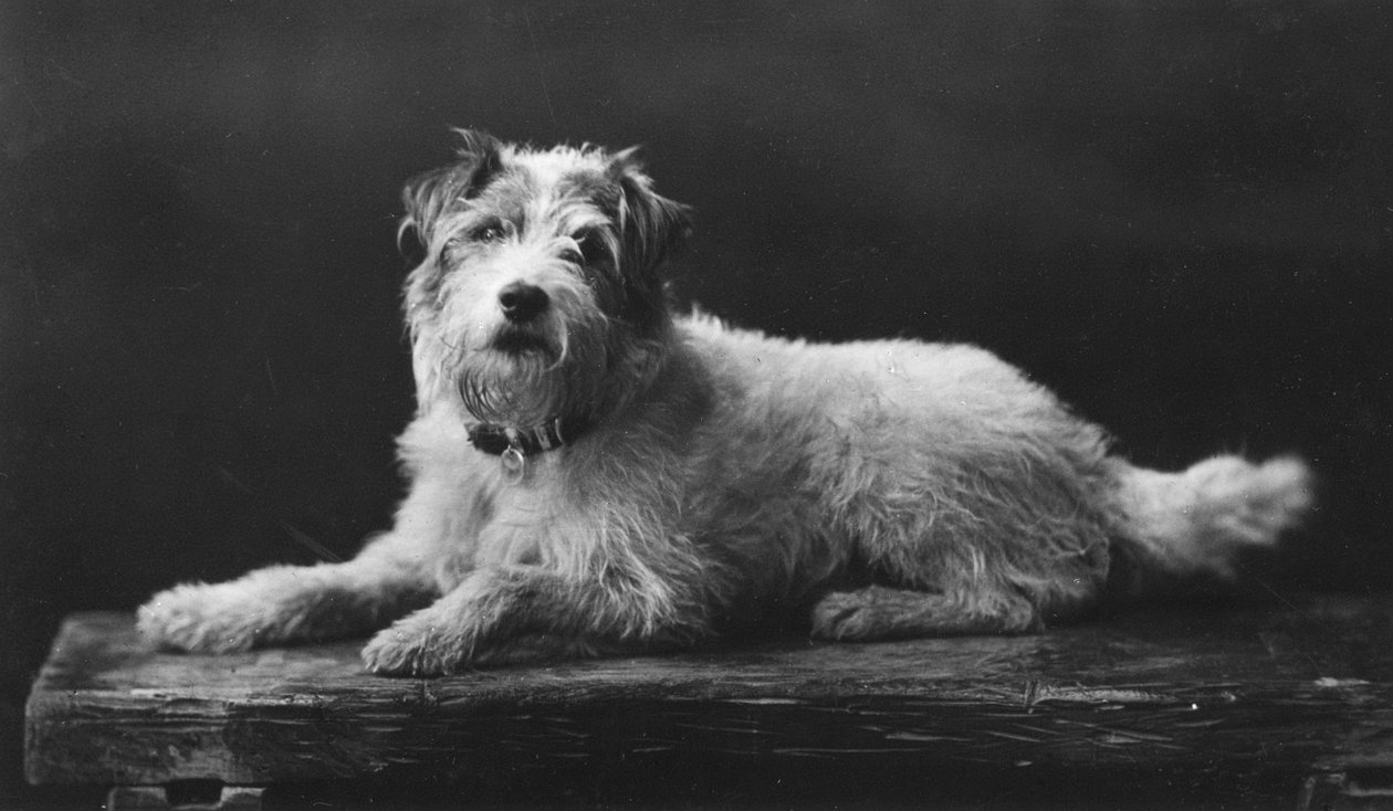 Caesar, kuningas Edwardin suosikkikoira, 1900-luku tekijältä Unbekannt