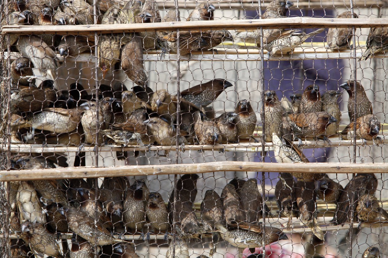Häkkilinnut Udong Cambodge tekijältä Unbekannt