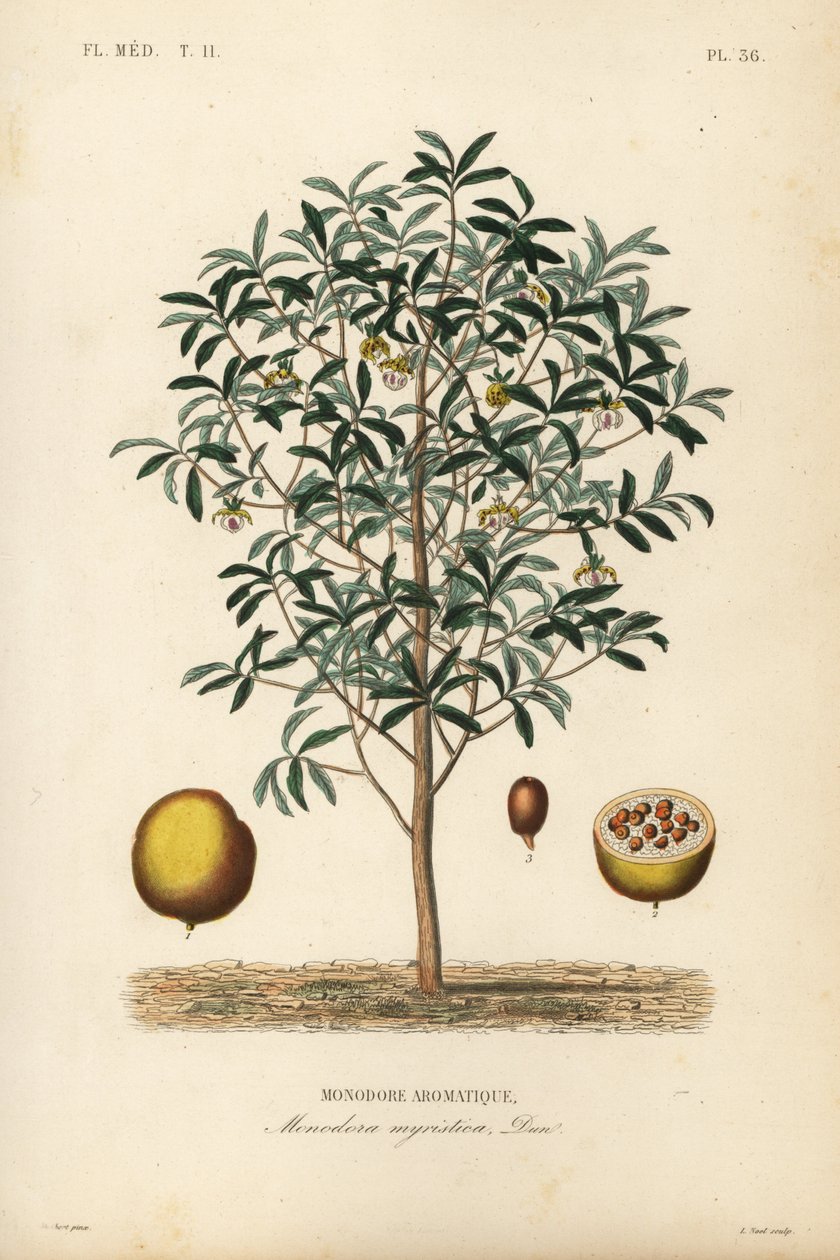 Calabash muskottipähkinä, Monodora myristica, Monodore aromatique tekijältä Unbekannt