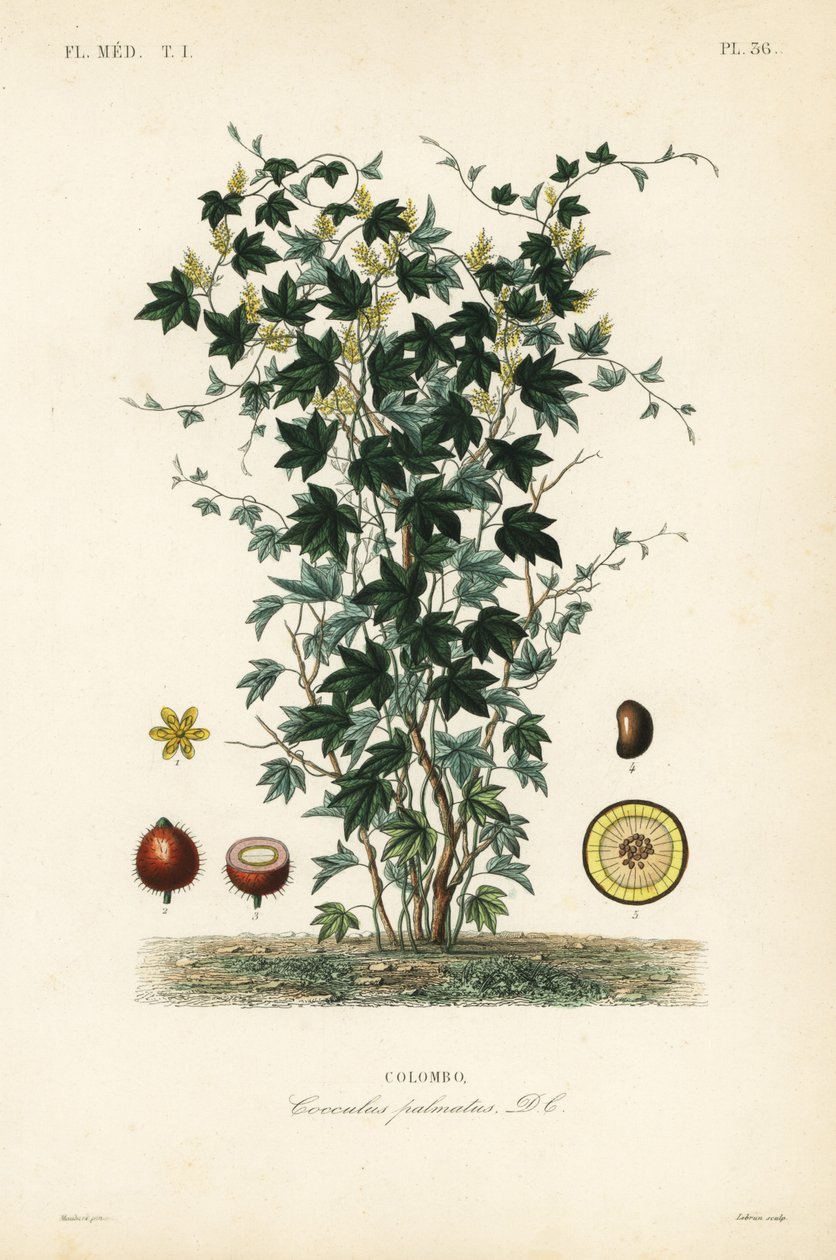 Calumba puu, Jateorhiza columba, Cocculus palmatus, Colombo tekijältä Unbekannt