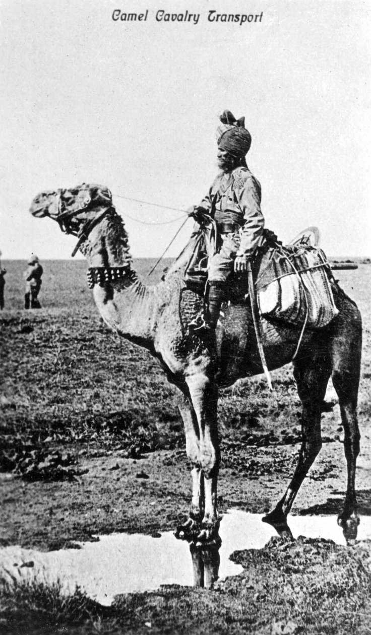 Kameliratsuväen kuljetus, Intia, 1900-luku tekijältä Unbekannt