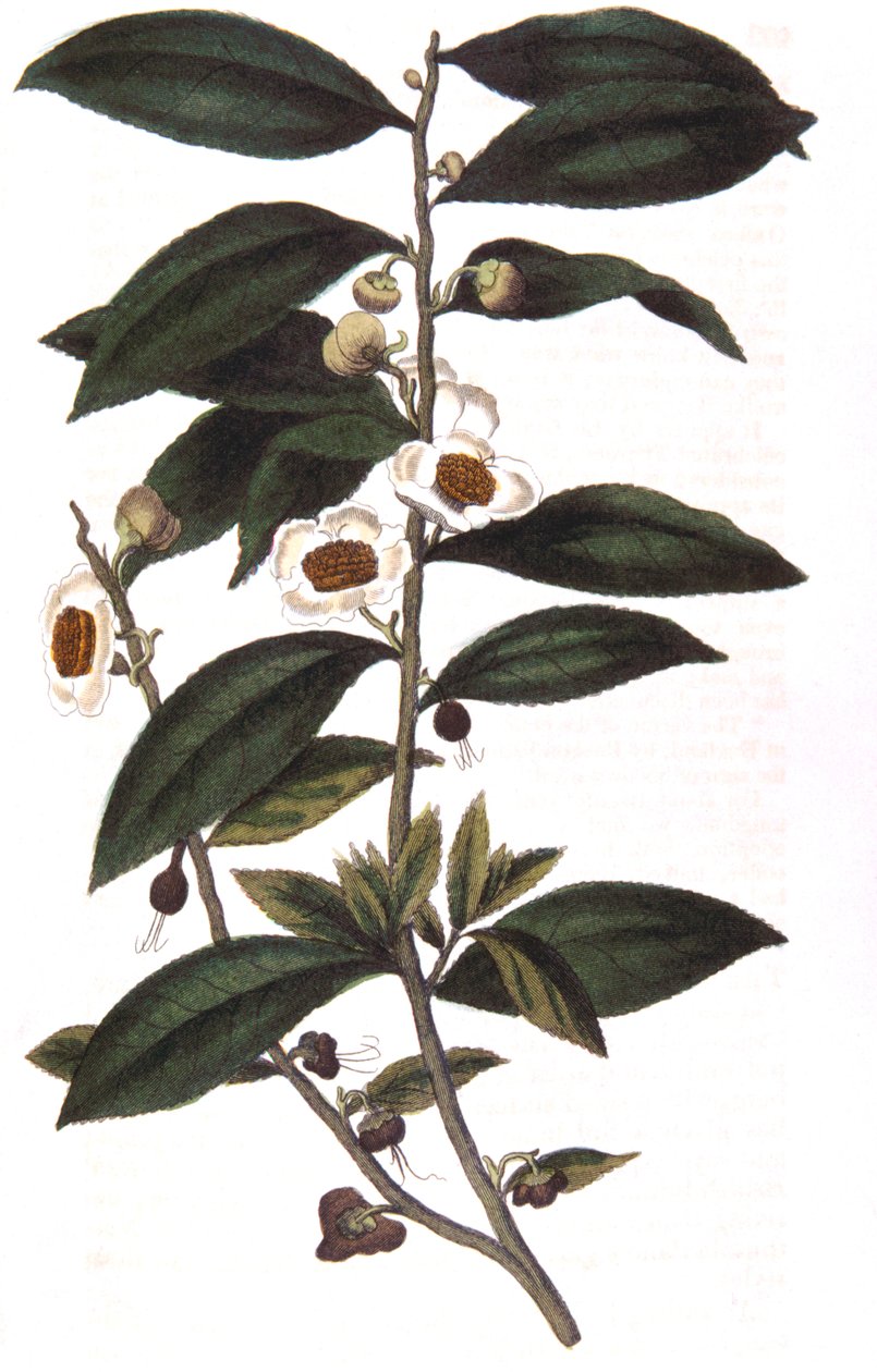 Camellia sinensis - teekasvi, 1823 tekijältä Unbekannt
