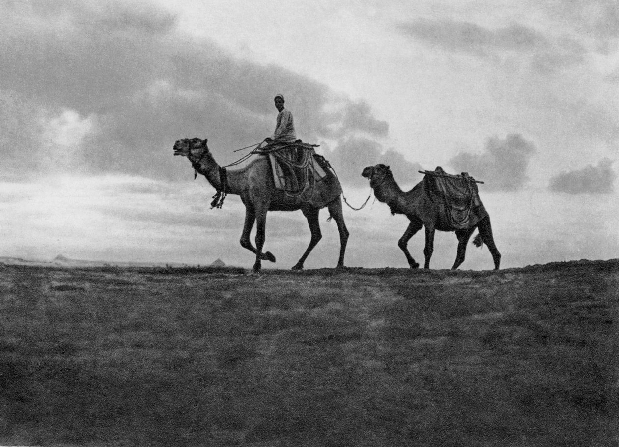 Kamelit autiomaassa Kairon ulkopuolella, Egypti, 1920-luku tekijältä Unbekannt