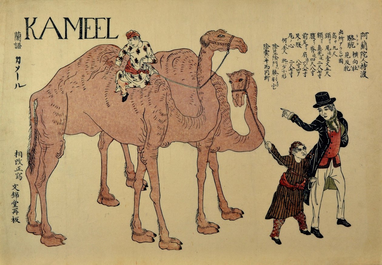 Kamelit hollantilaisten ohjaajien kanssa, n. 1821. tekijältä Unbekannt