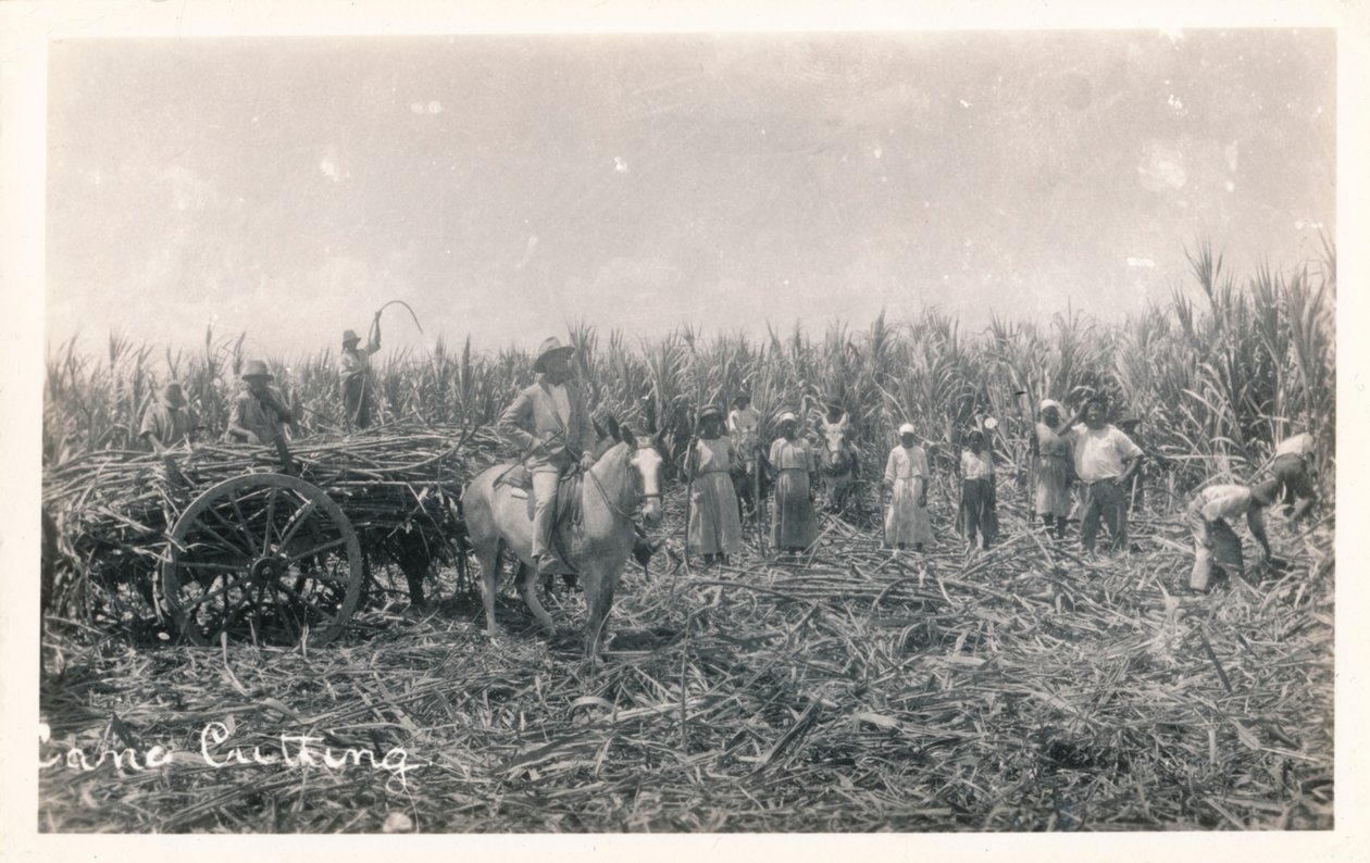 kepin leikkaaminen, c1930 tekijältä Unbekannt