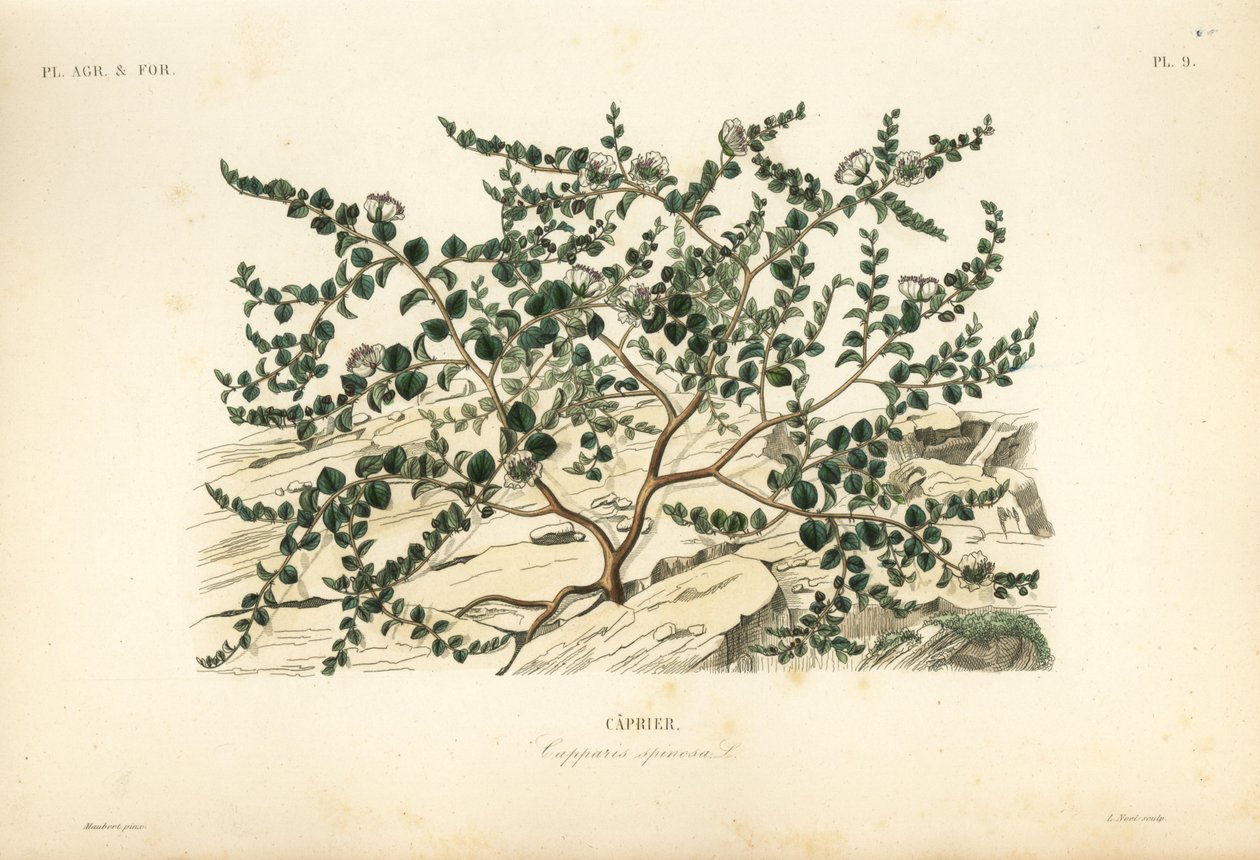 Kaprispensas tai Flinders ruusu, Capparis spinosa, Caprier tekijältä Unbekannt