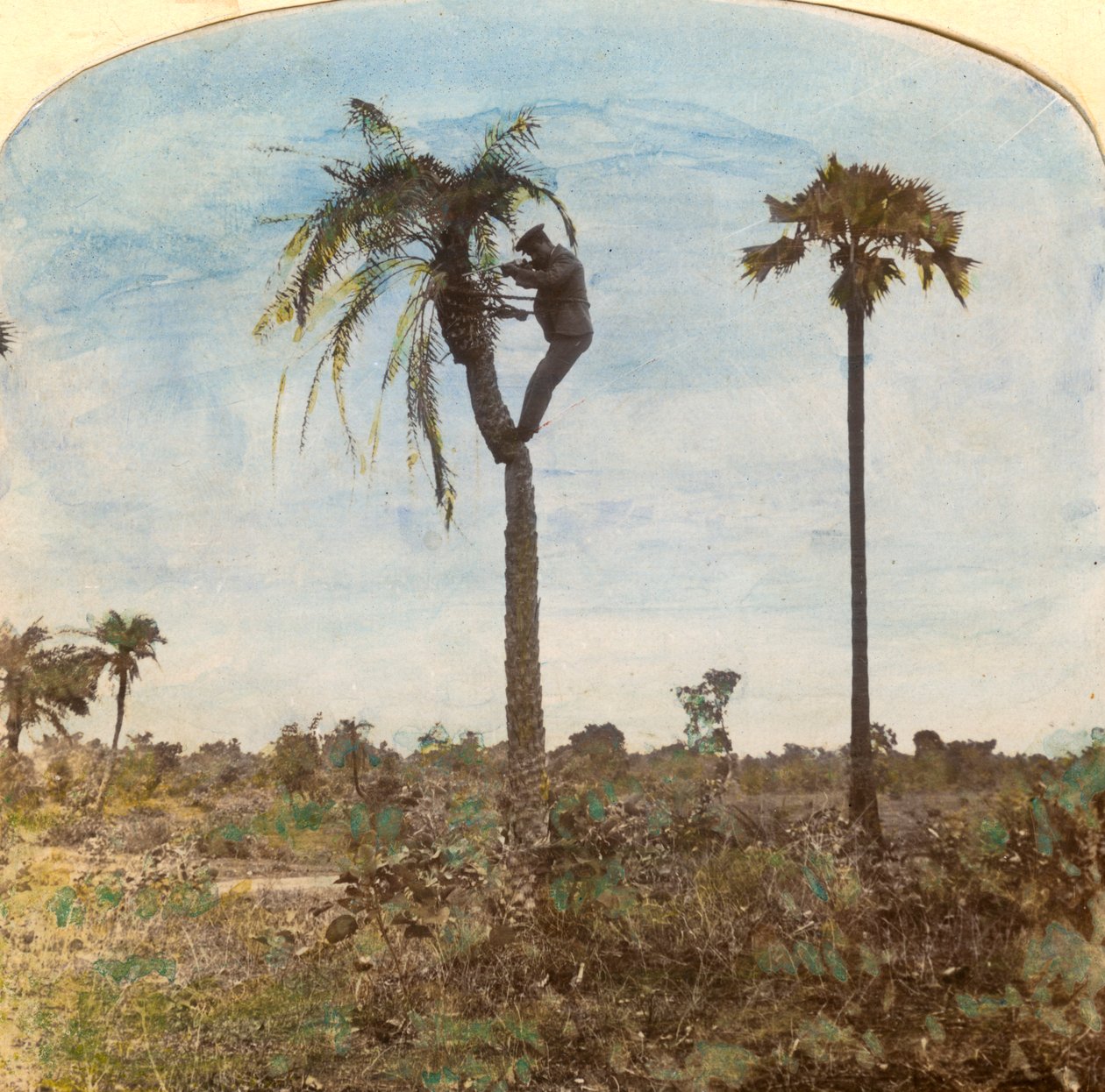 Kapteeni Osman ampuu puusta hihnojen avulla, Intia, 1900-luku tekijältä Unbekannt