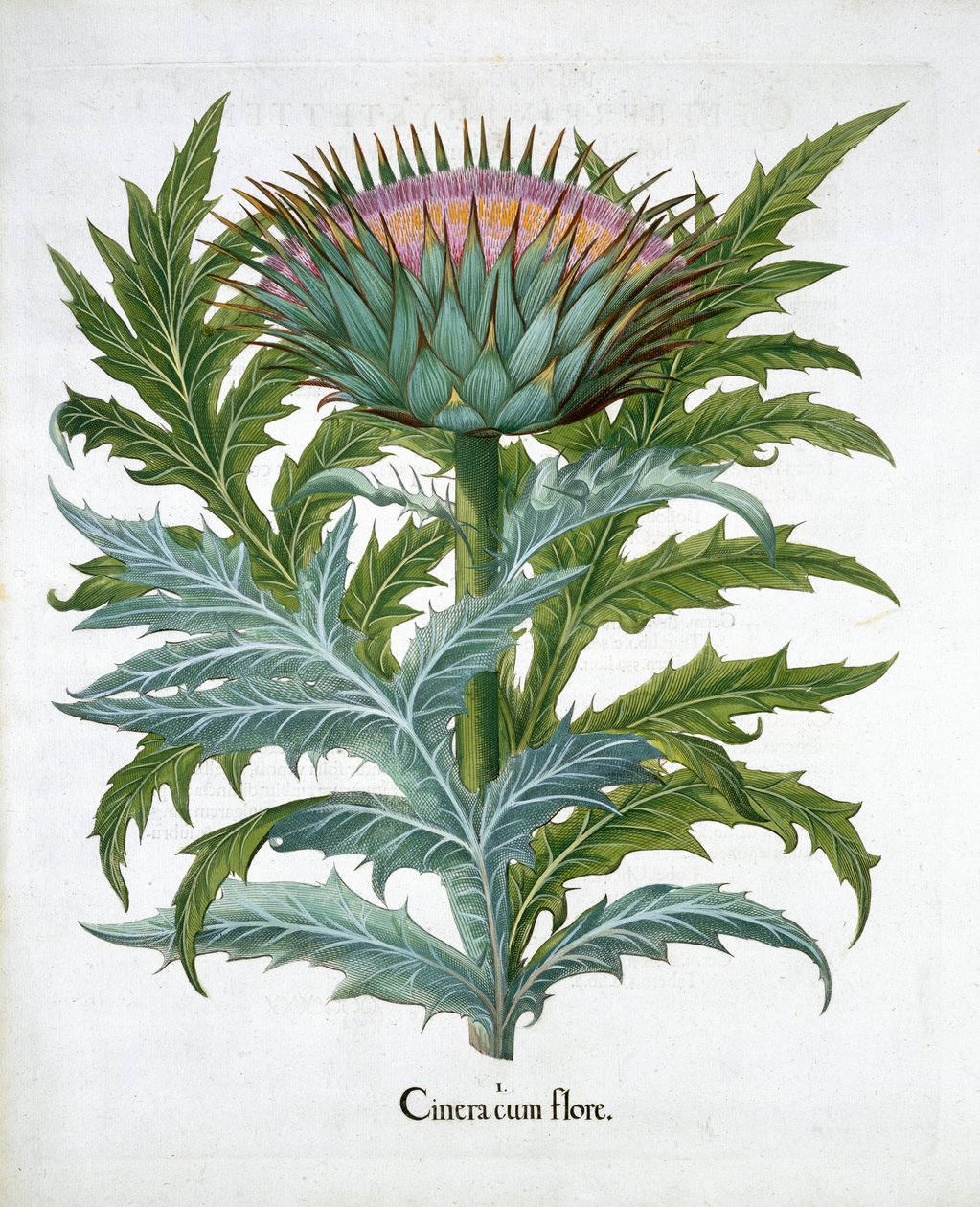 Cardoon, 1613 tekijältä Unbekannt