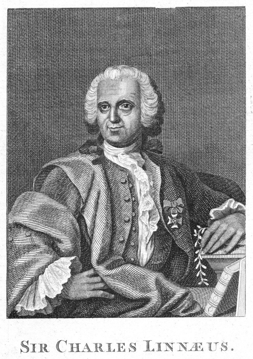 Carolus Linnaeus, 1700-luvun ruotsalainen luonnontieteilijä tekijältä Unbekannt