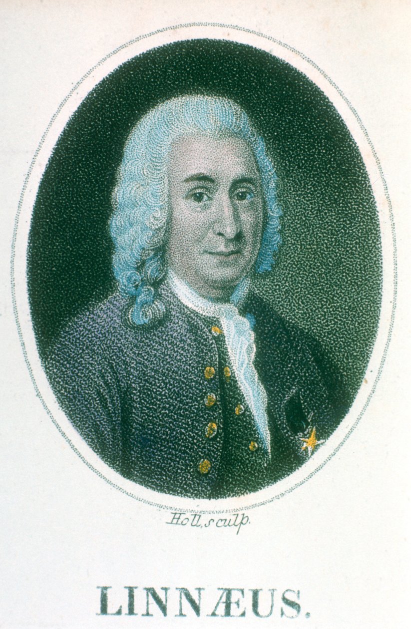 Carolus Linnaeus, 1700-luvun ruotsalainen luonnontieteilijä, 1800-luvun alku tekijältä Unbekannt