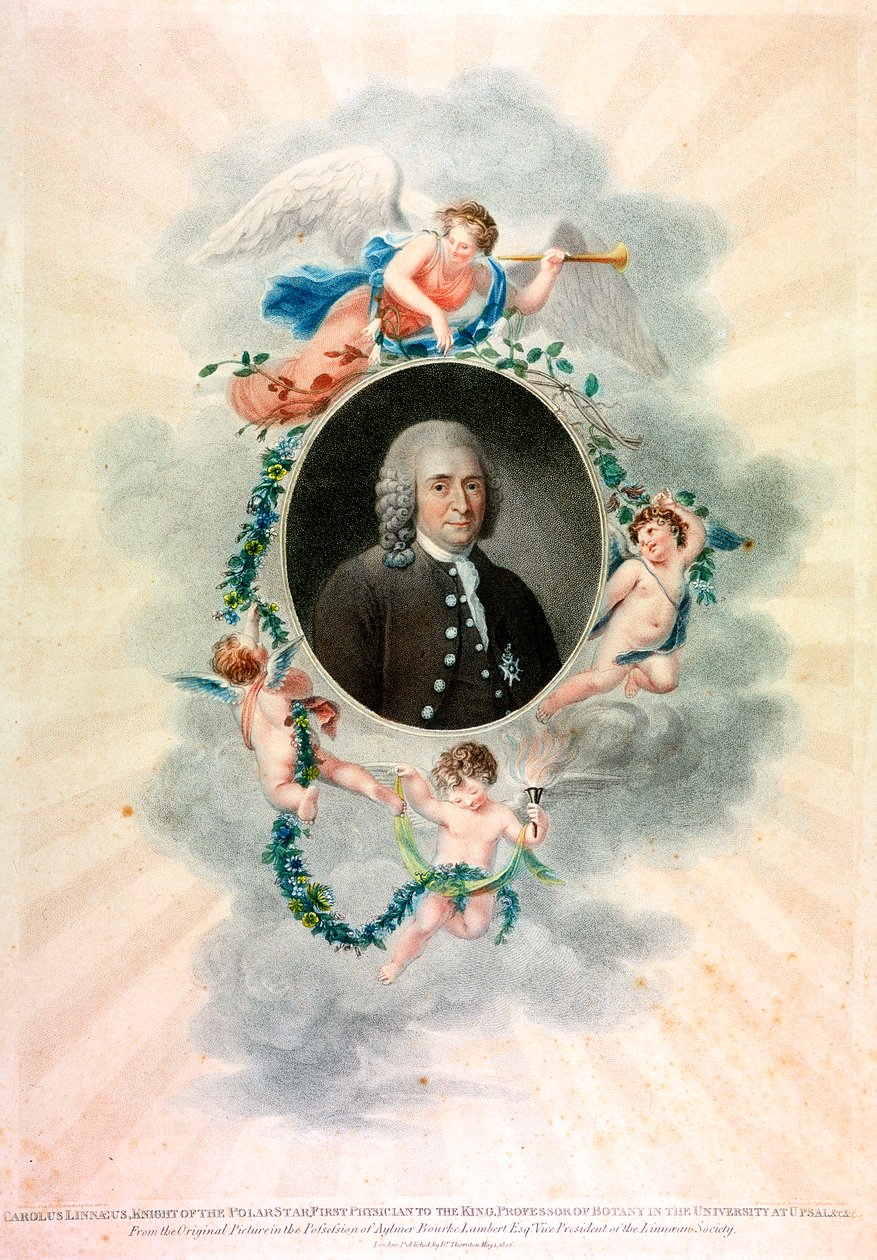 Carolus Linnaeus, ruotsalainen luonnontieteilijä ja lääkäri, 1807 tekijältä Unbekannt