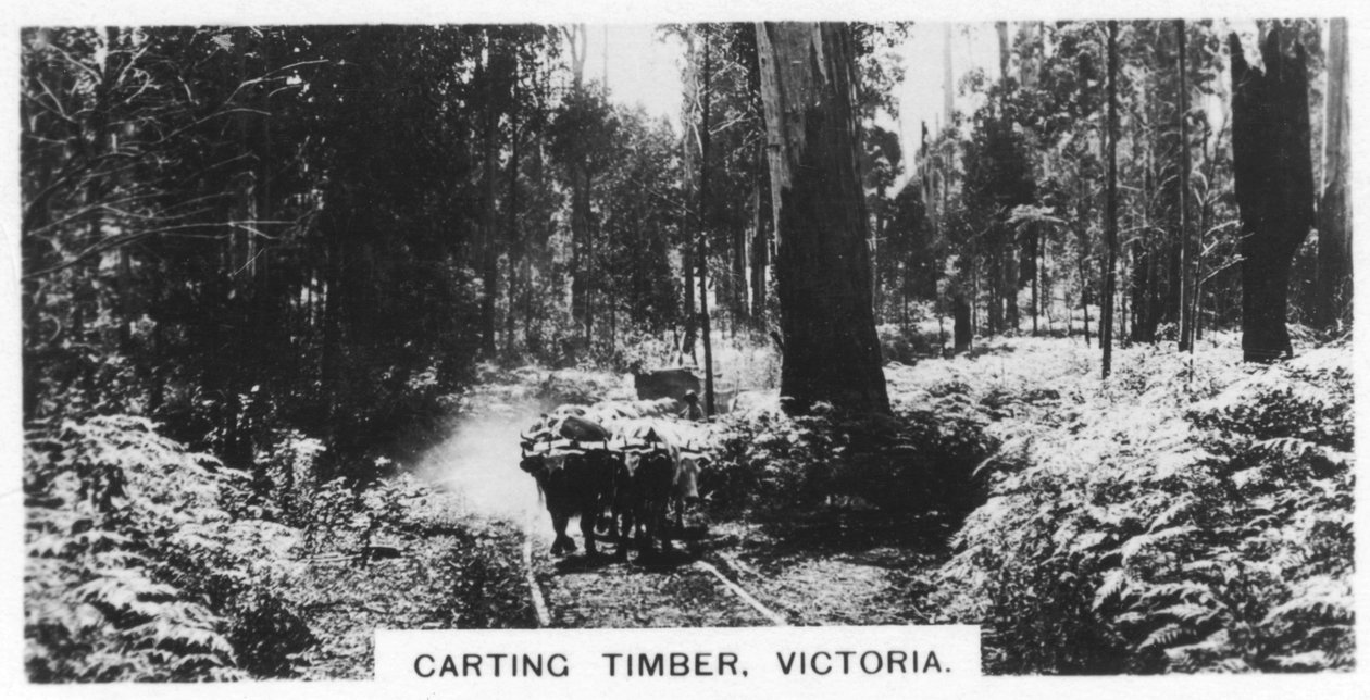 Kärrypuutavara, Victoria, Australia, 1928 tekijältä Unbekannt