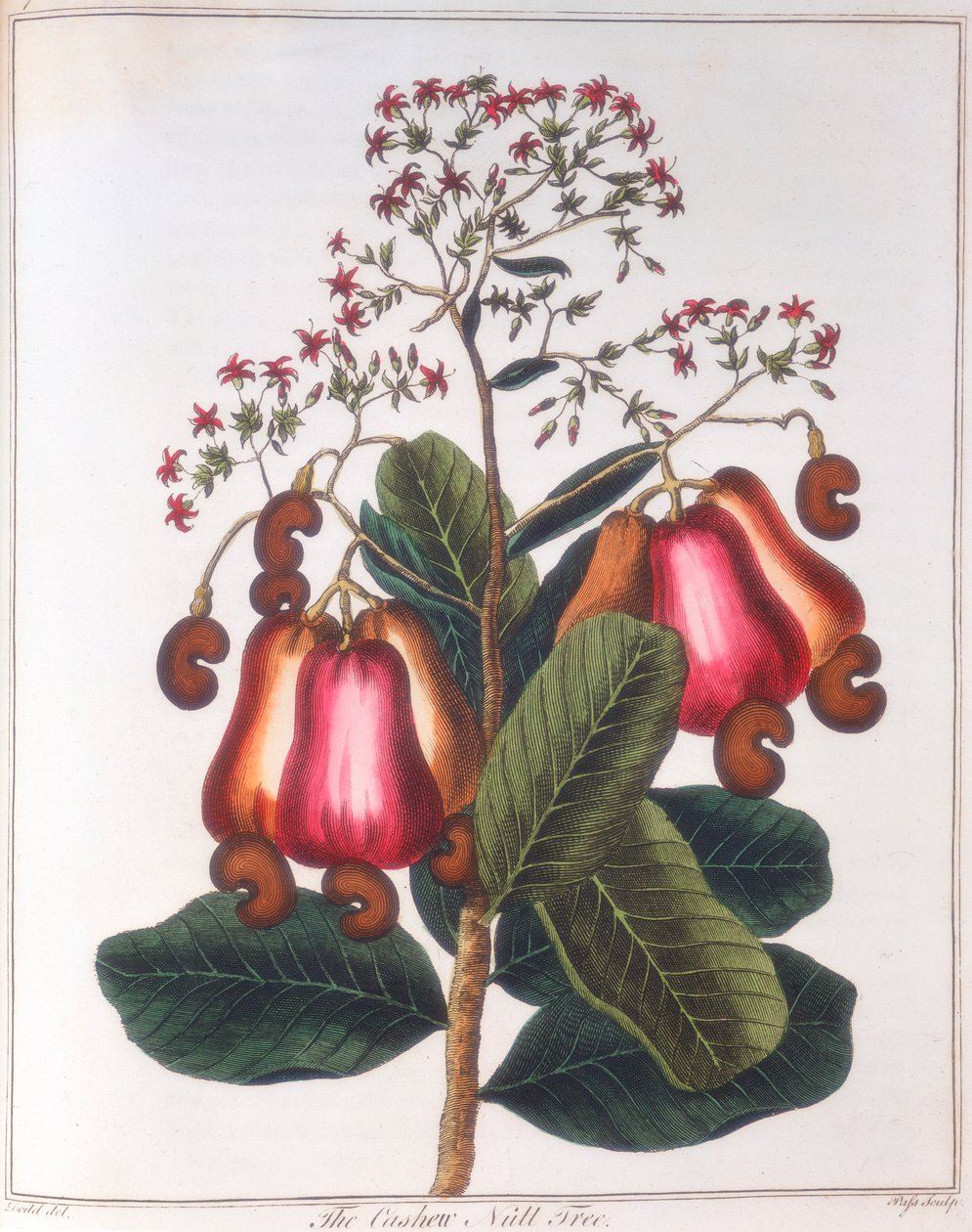 Cashewpähkinä - Anacardium occidentale, c1798 tekijältä Unbekannt