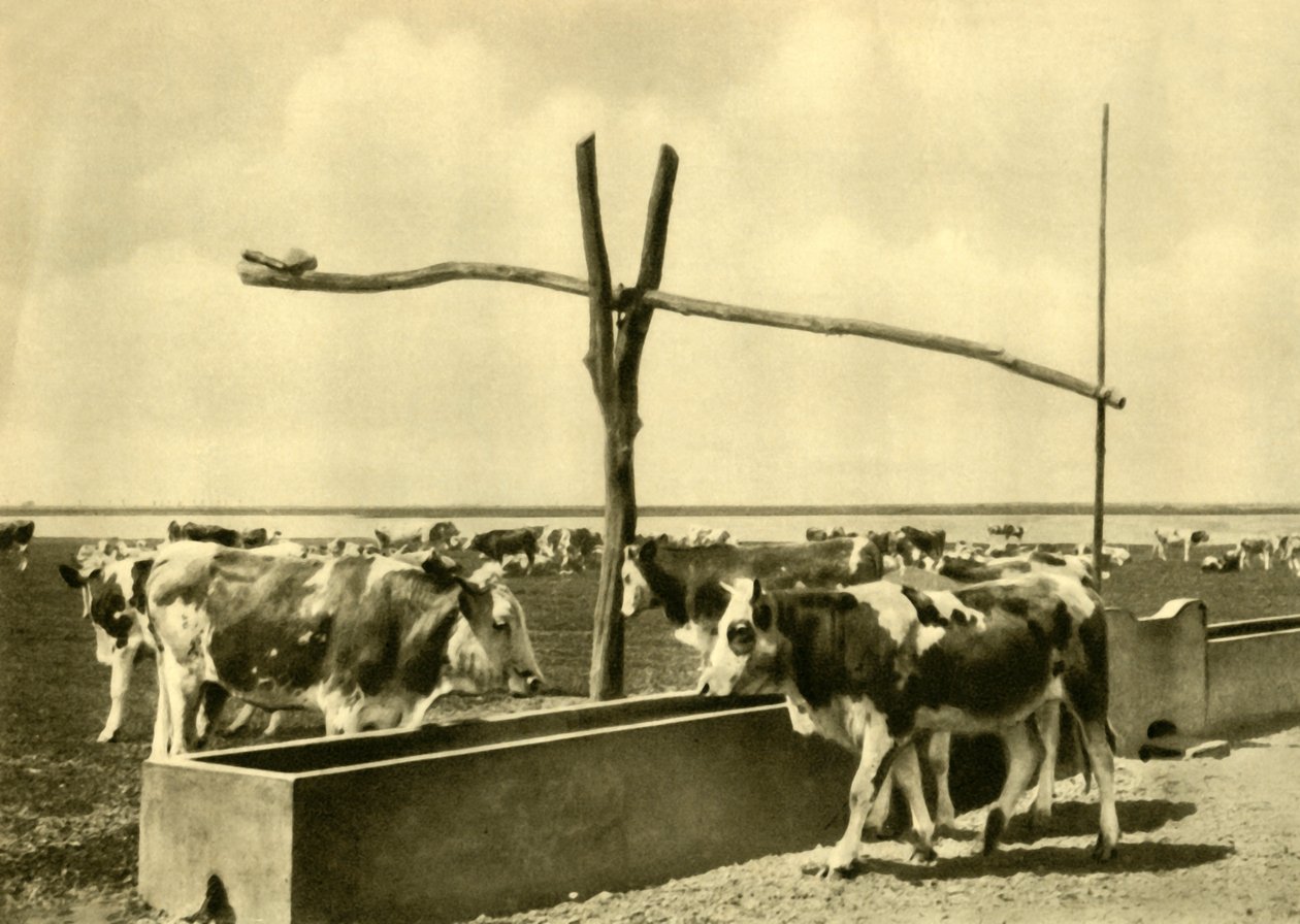 Nautakarja juomassa kaukalolla, Burgenland, Itävalta, c1935. tekijältä Unbekannt