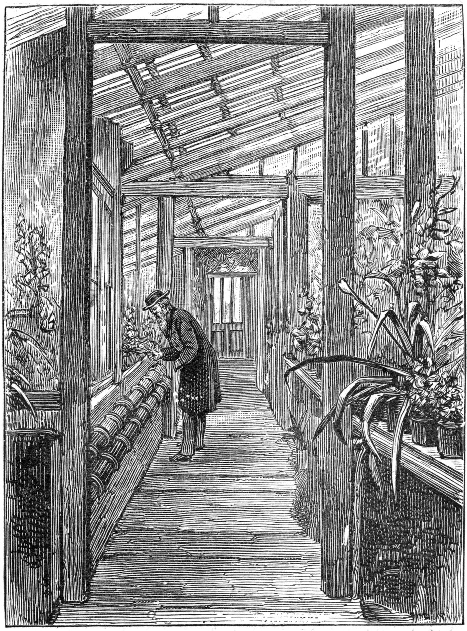Charles Darwin 1809-1882, englantilainen luonnontieteilijä, kasvihuoneessaan tekijältä Unbekannt