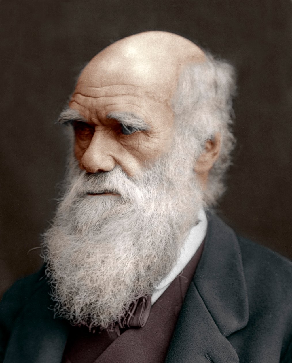 Charles Darwin, brittiläinen luonnontieteilijä, 1878 tekijältä Unbekannt
