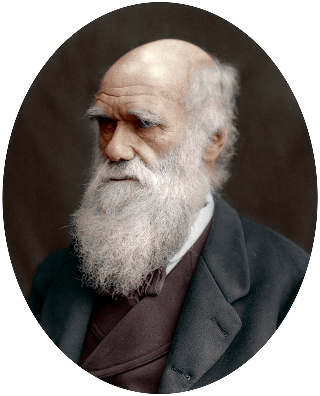 Charles Darwin, brittiläinen luonnontieteilijä, 1878 tekijältä Unbekannt
