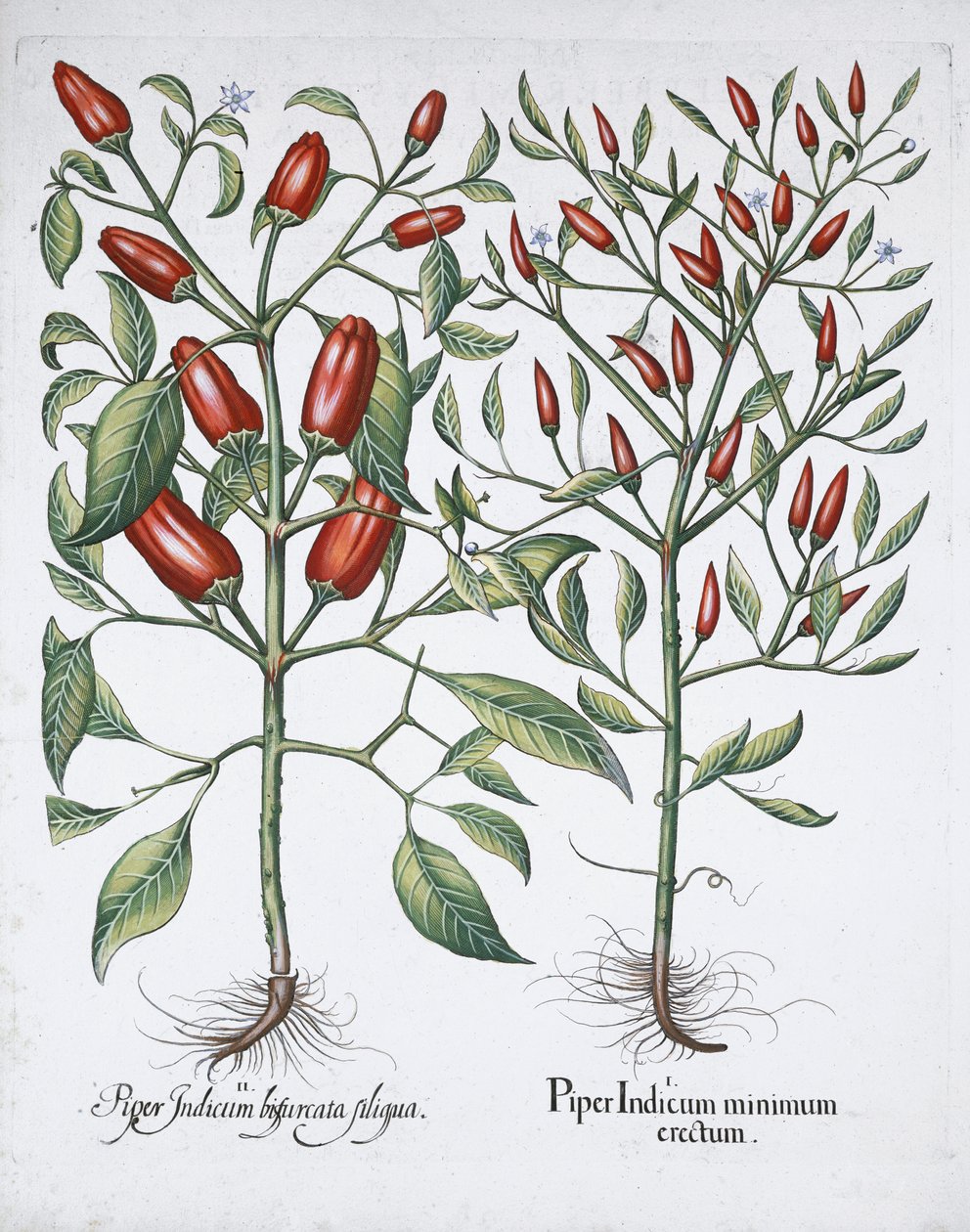Chilipippurikasveja, 1613 tekijältä Unbekannt