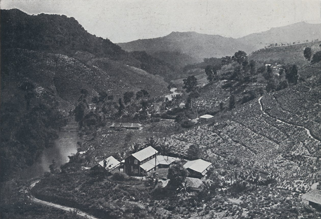 Sinhalese Tea Plantation, 1924 tekijältä Unbekannt