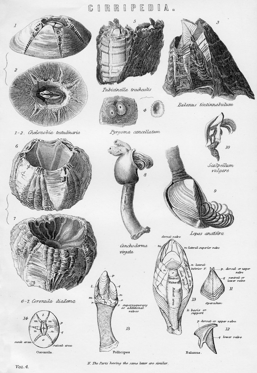 Ciripedia, 1800-luku tekijältä Unbekannt