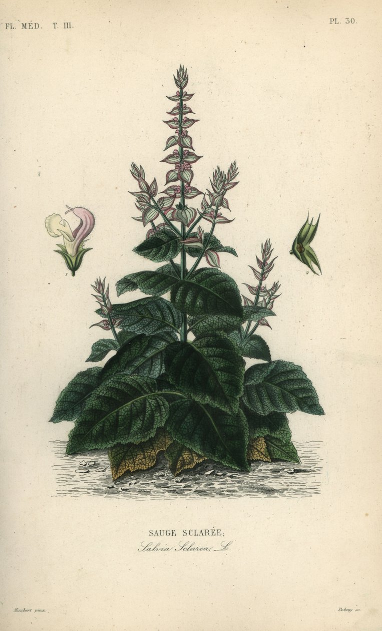 Clary salvia, Salvia sclarea, Sauge sclaree tekijältä Unbekannt