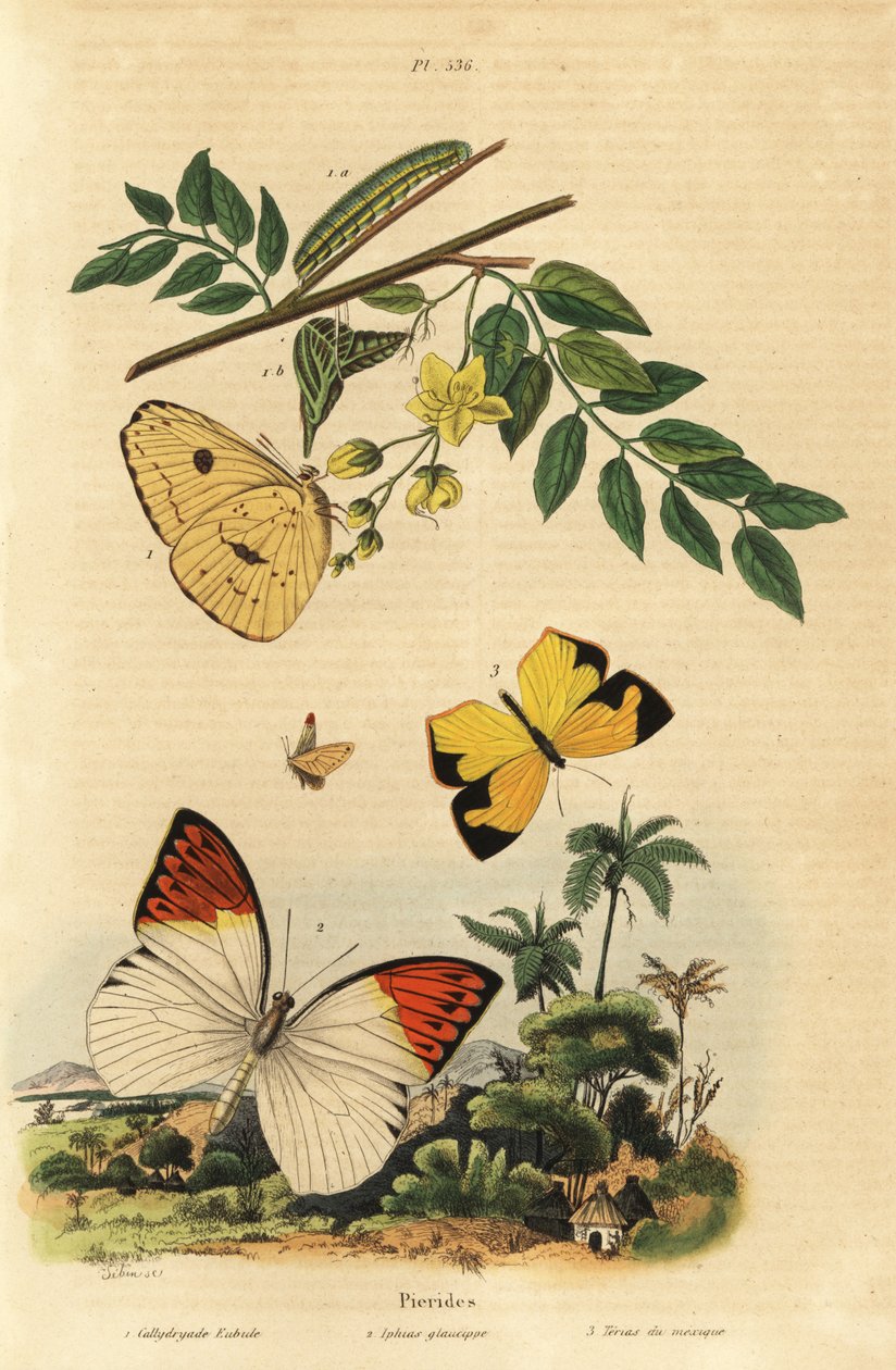Pilvetön rikki, Phoebis sennae 1, suuri oranssi kärki, Hebomoia glaucippe 2 ja Meksikonkeltainen, Eurema mexicana 3 tekijältä Unbekannt