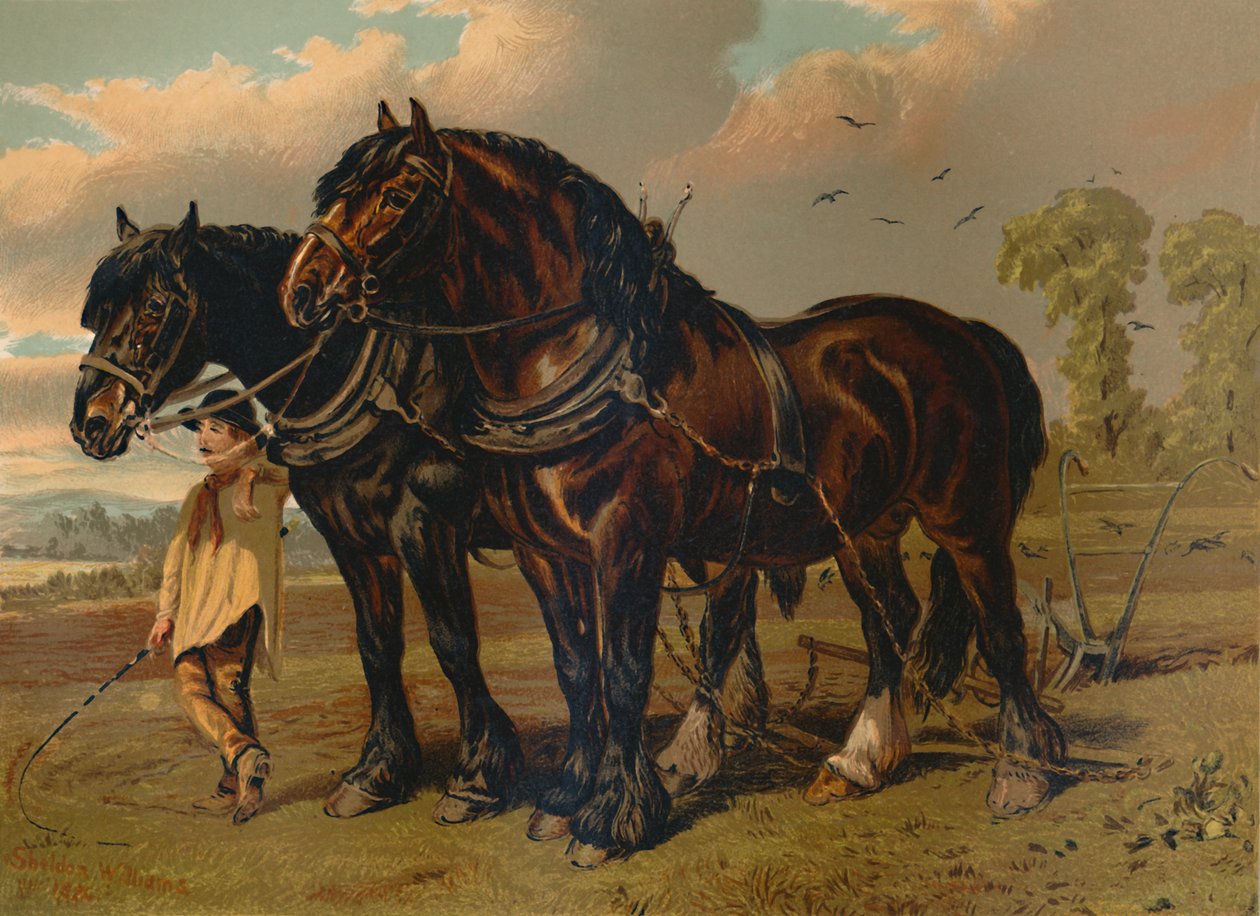 Clydesdale Stallion & Mare, c1879. tekijältä Unbekannt