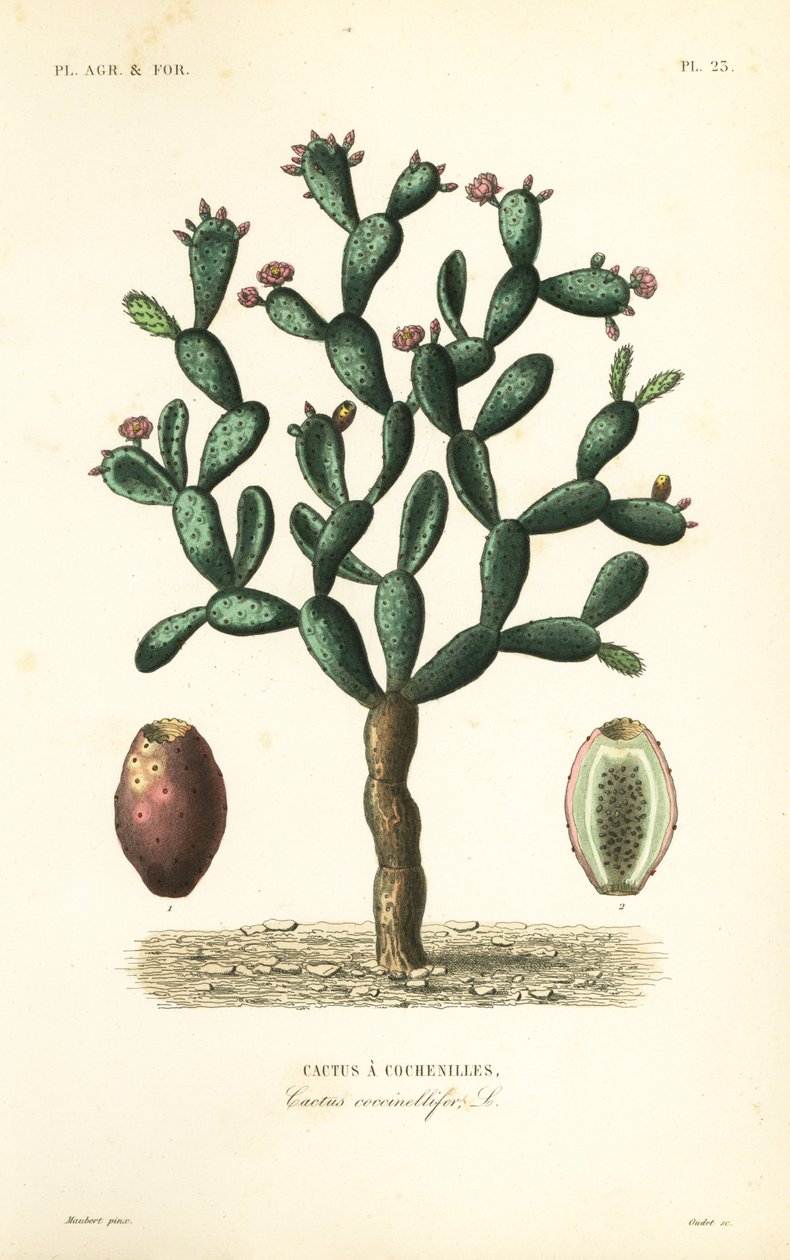 Kokinillikaktus, Nopalea cochenillifera, Opuntia cochenillifera, Cactus cochenillifer, Cactus coccinellifer, Cactus a cochenilles tekijältä Unbekannt