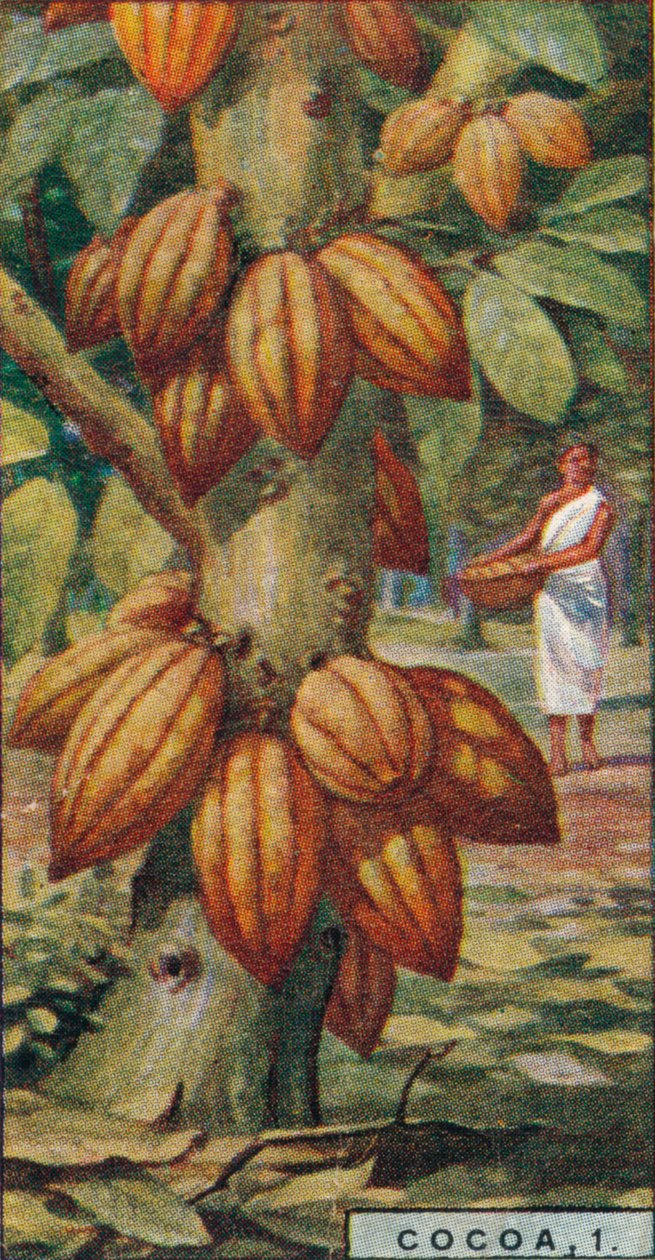 Kaakao, 1. - Cacao Tree, Trinidad, 1928 tekijältä Unbekannt