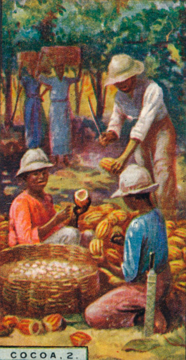 Kaakao, 2. - Avaa palot, Trinidad, 1928 tekijältä Unbekannt