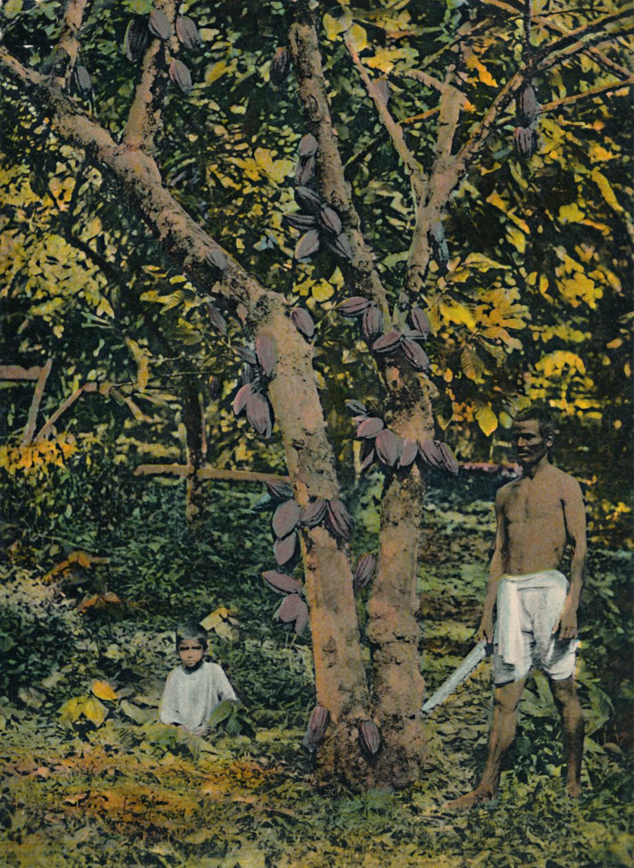 Kaakao täydessä laakerissa, Trinidad ja Tobago, 1914. tekijältä Unbekannt