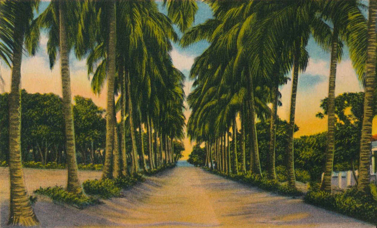 Coconut Avenue, Barranquilla, 1940-luku, tekijältä Unbekannt