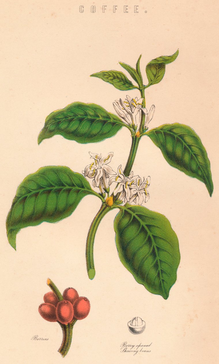 Kahvi, 1800-luku tekijältä Unbekannt